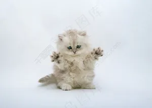 张牙舞爪的白色小猫图片