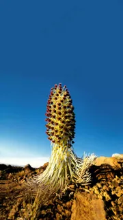 蓝色天空下的一颗生长物高清摄影图片 蓝色天空下的一颗生长物高清摄影图片