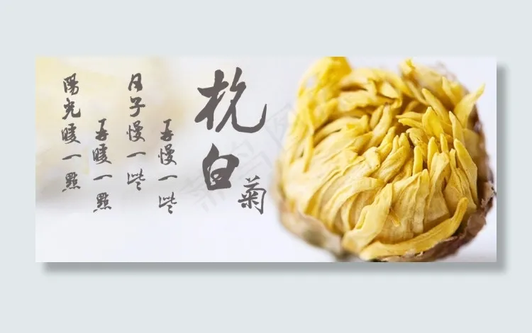 杭白菊宣传图psd模版下载