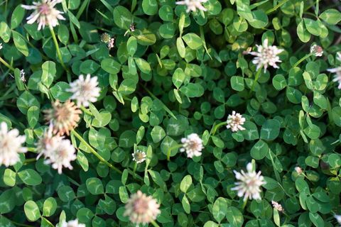 高清四叶草图片大全