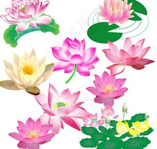 各类荷花荷叶图片