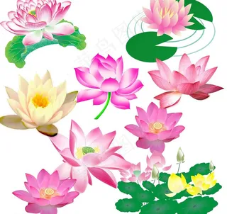 各类荷花荷叶图片