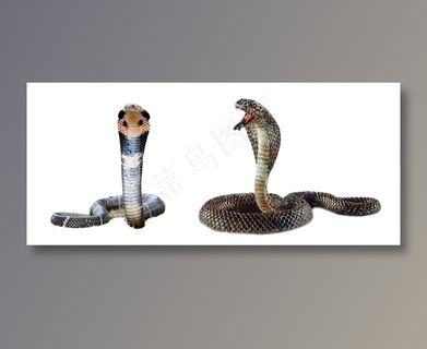 蛇类免抠素材PSD分层