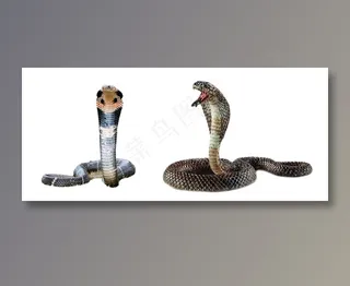 蛇类免抠素材PSD分层