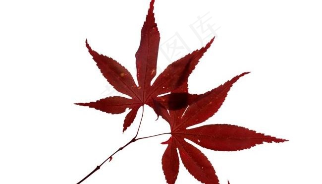 一对红枫叶片素材psd模版下载