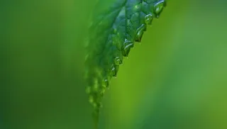 绿色叶子上的水滴图片