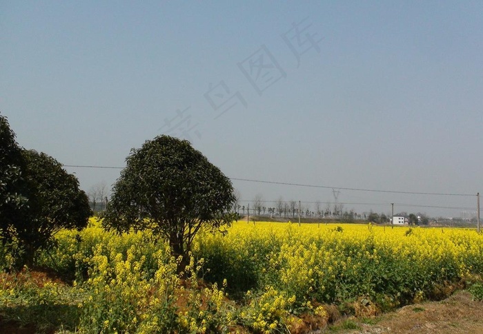 蔬菜基地油菜花图片