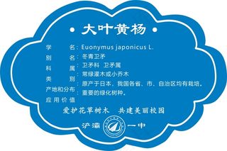 大叶黄杨