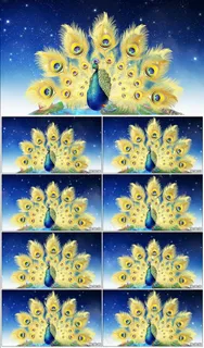 孔雀开屏动态视频素材