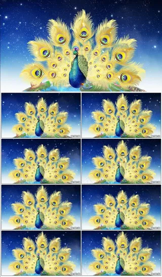 孔雀开屏动态视频素材