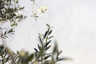 简约小清新文艺风插花静物摆拍背景