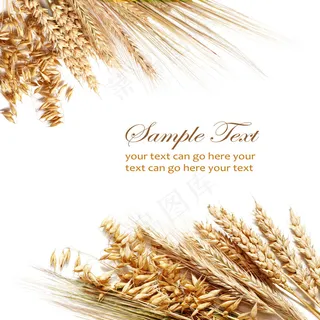 小麦版式背景底图