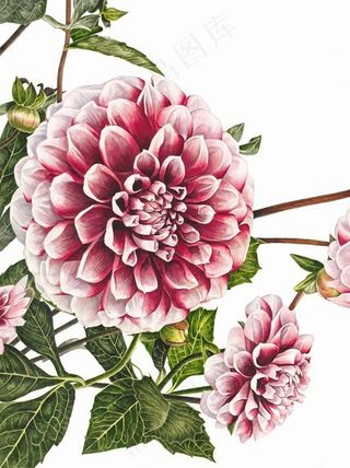 手绘工笔画植物花卉素材