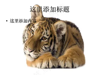 电脑ppt封面老虎王者写真图片(...