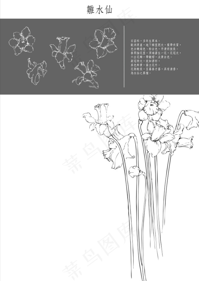 水仙工笔矢量图eps,ai矢量模版下载