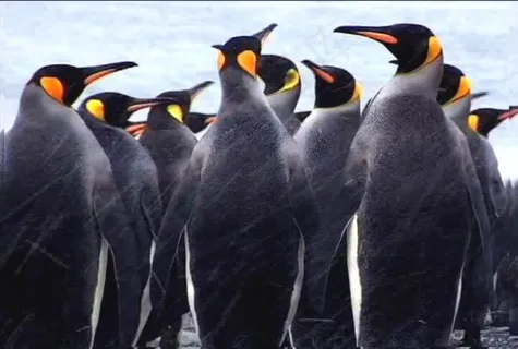 南极风景 南极风景