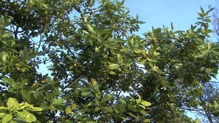 圆果股票视频亚提亚树