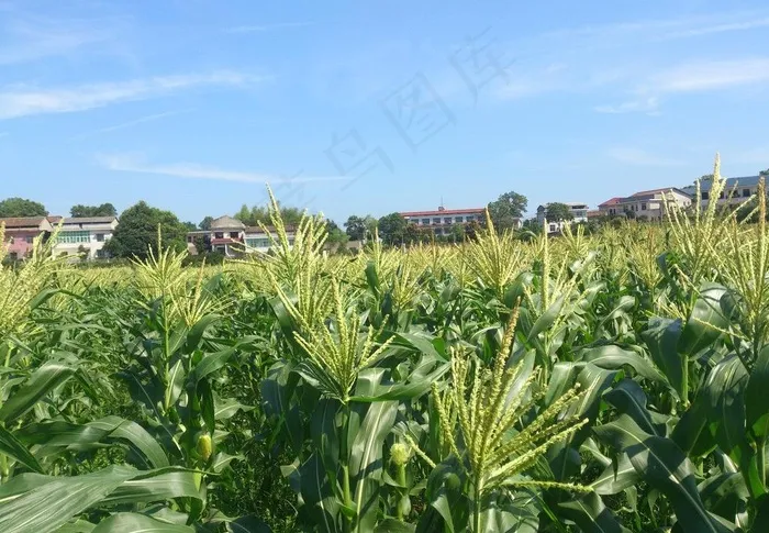 松西子千亩蔬菜基地图片