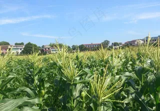 松西子千亩蔬菜基地图片