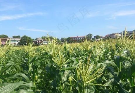 松西子千亩蔬菜基地图片 松西子千亩蔬菜基地图片