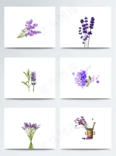 彩色手绘浪漫薰衣草