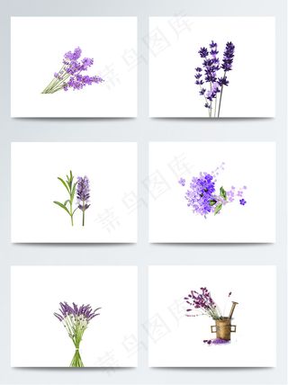 彩色手绘浪漫薰衣草