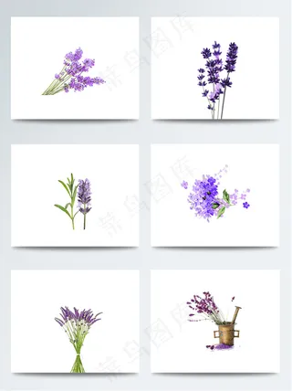 彩色手绘浪漫薰衣草