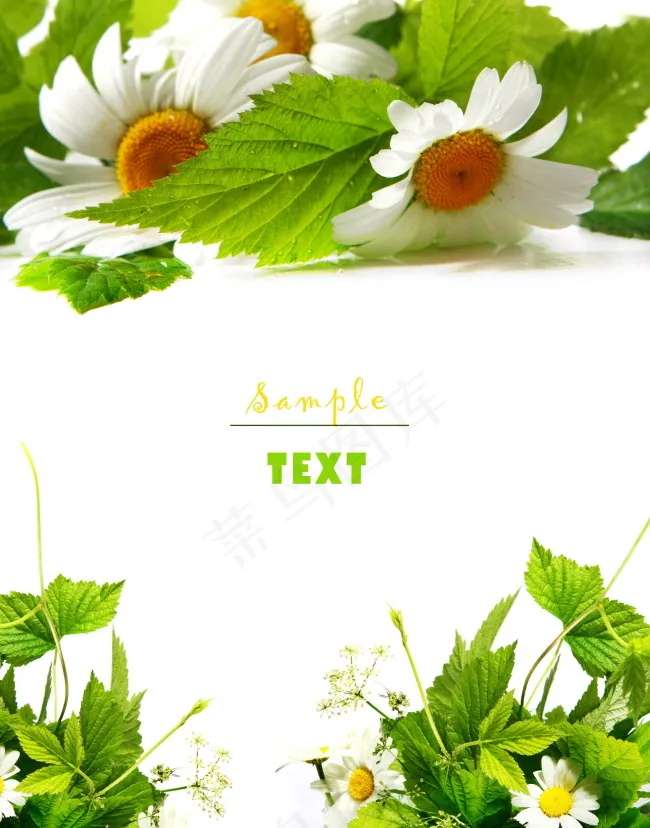 白色小雏菊背景图片