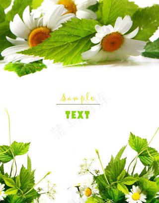 白色小雏菊背景图片