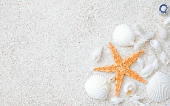 沙滩海洋生物图片