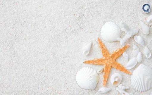 沙滩海洋生物图片 沙滩海洋生物图片