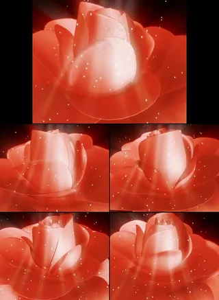 漂亮的玫瑰花视频素材情人节视频片头