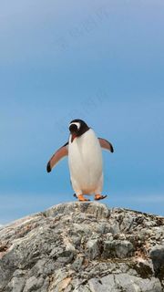 企鹅高清摄影图片