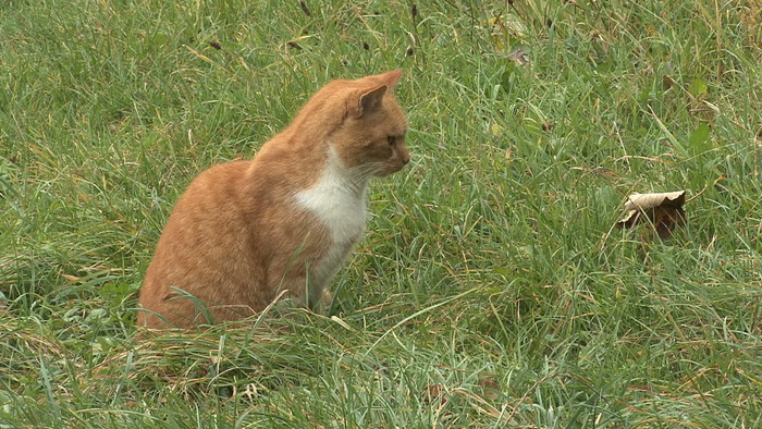 猫在德国2股票的录像