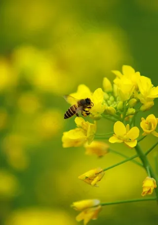 油菜花 蜜蜂图片