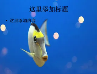 全球摄影大赛自然类（9_10）