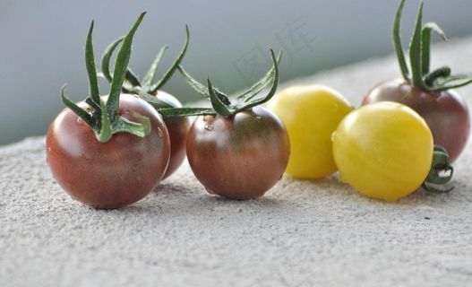 番茄图片