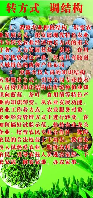 蓝莓 绿茶展板图片