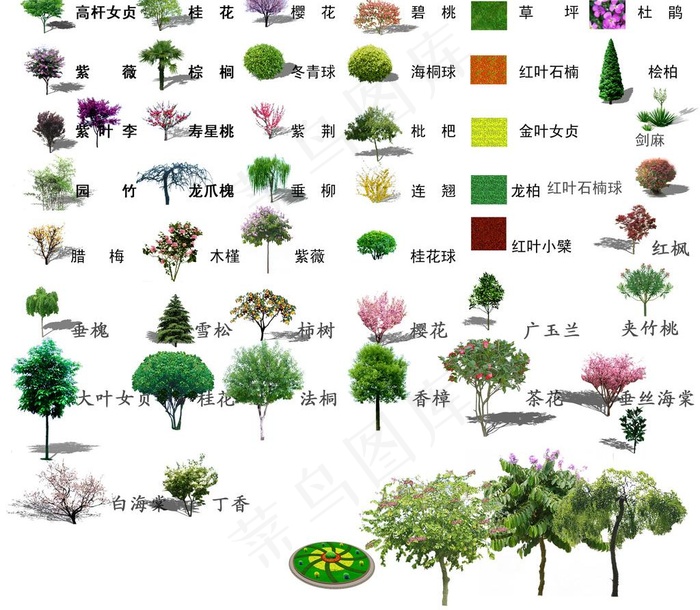 园林绿化常用树图片