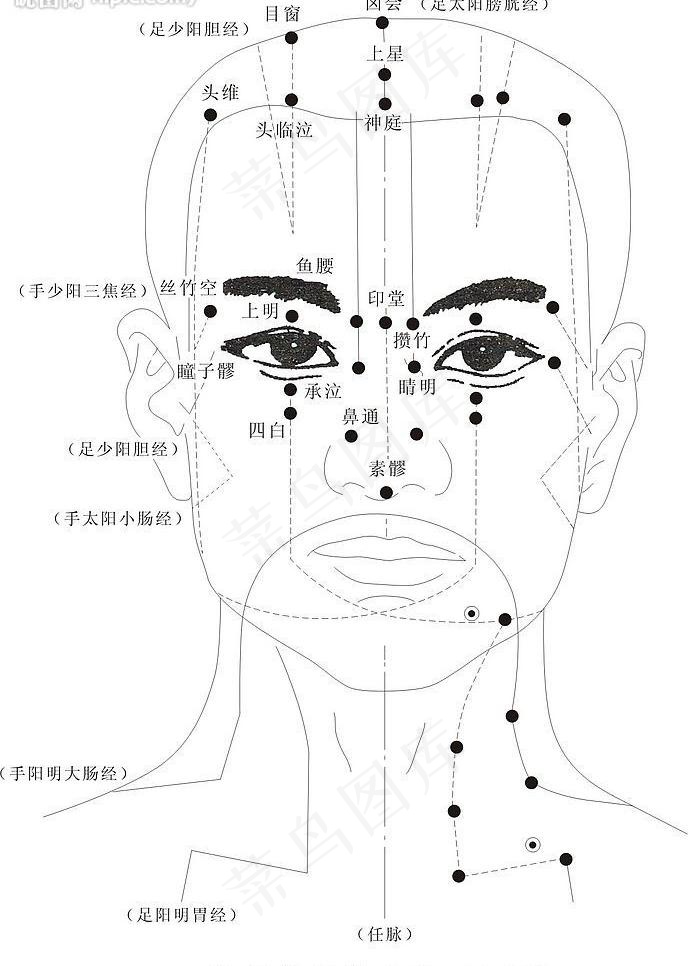 头部的经络穴位（正面图）图片