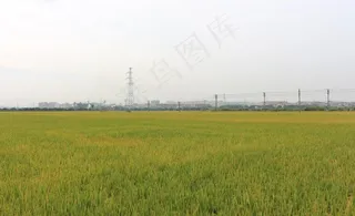 金色的水稻田图片