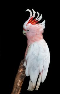 白色鹦鹉图片