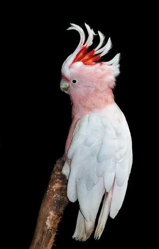 白色鹦鹉图片