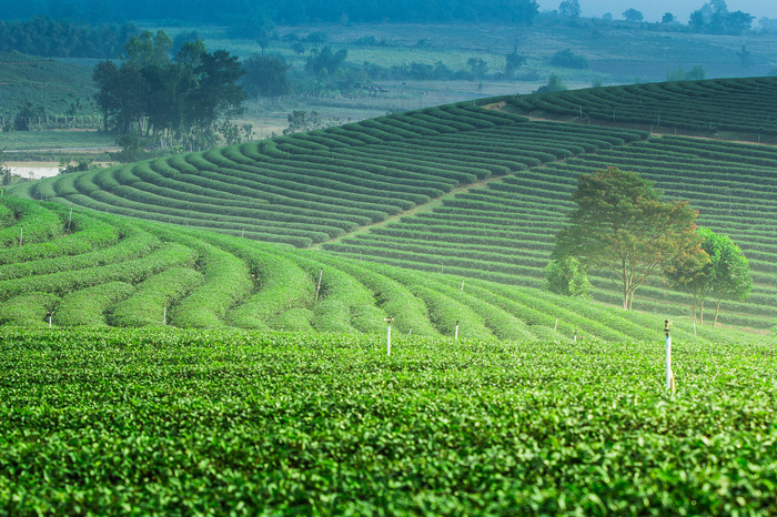 美丽的梯田茶园