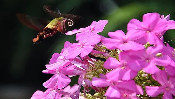 蜜蜂与花朵图片 蜜蜂与花朵图片