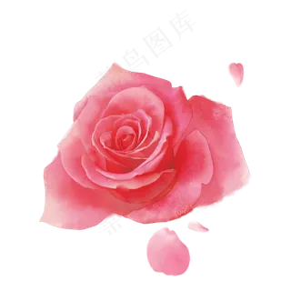 情人节水彩手绘玫瑰