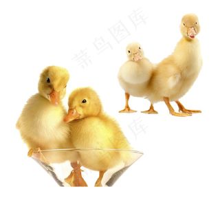 小鸭 子免抠素材PSD分层
