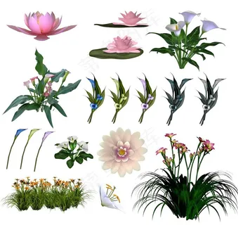 花卉图片 花卉图片