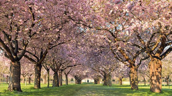 春天 树木 鲜花 过道  花瓣 壁纸