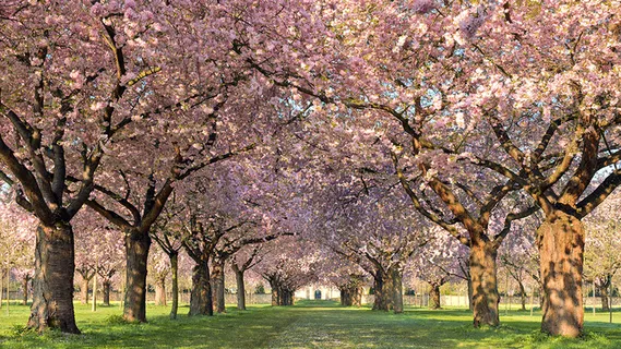 春天 树木 鲜花 过道  花瓣 壁纸